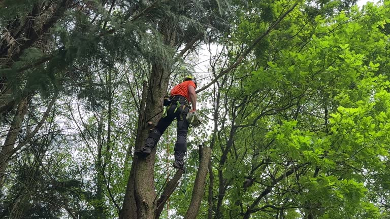 How Our Tree Care Process Works  in Lake Villa, IL